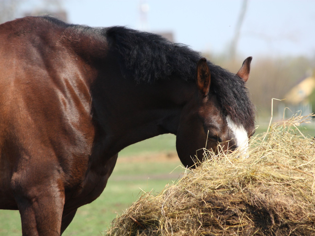 How to Stabilise Shelter Entrances and Hay Feeders Without Excavation