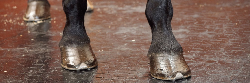 Tapis caoutchouc pour box chevaux : guide d'aménagement et choix d'épaisseur