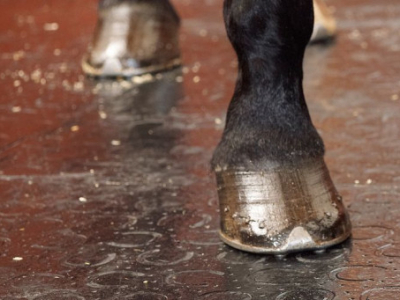 Tapis caoutchouc pour box chevaux : guide d'aménagement et choix d'épaisseur